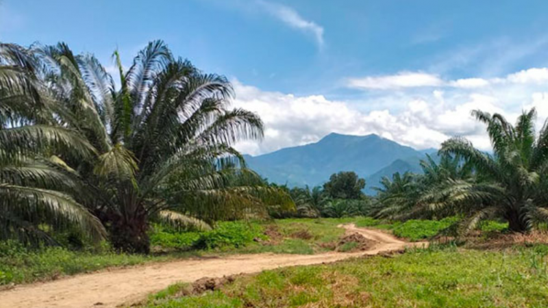 Fedepalma-CentroExperimentalPalmardelaSierra-paint