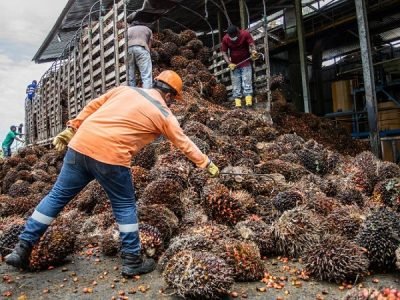 Fedepalma-frutoencamión