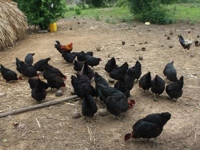 Gallinanegrasdepatio (1)