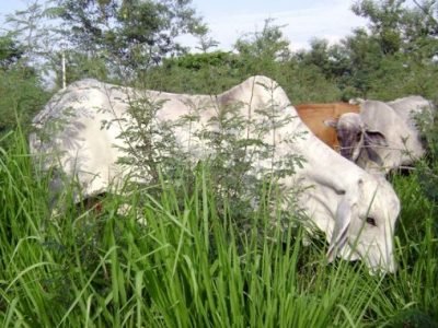 Ganadería-Antioquia