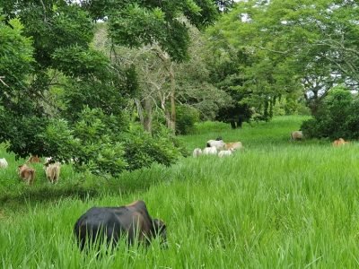 GanaderíaTabaidá (2)