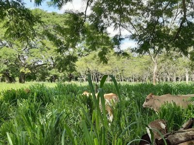 Ganaderíasostenible-biodiversidad (2)