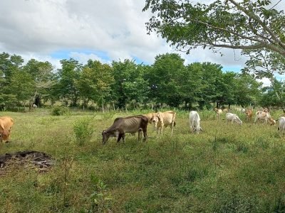 GanadodelaMojanaenChinú