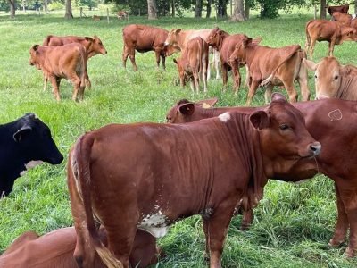 Ganadorojo-nuevas (2)