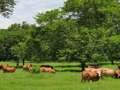 Ganadosbienalimentados (2)