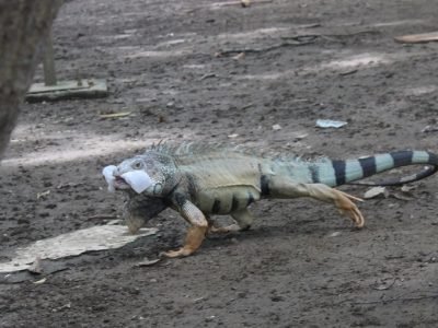 Iguanaconplásticoenlabocacorriendo (2)