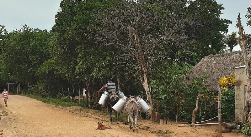 Leche-campesinoconpimpinas (3)