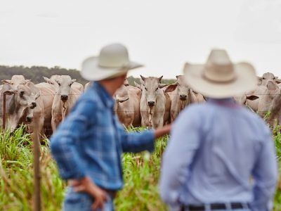 Minerva Foods-ganadodeBrasil