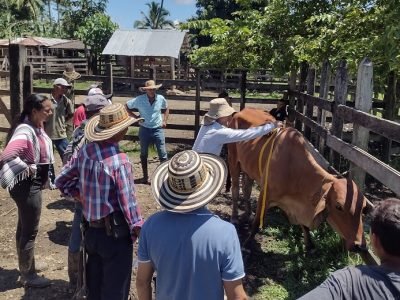 Montelíbano-GanaderíaSostenible (2)