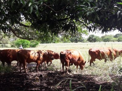 Romosinuano-consombrae