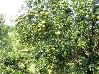 Sucre-buenosproductoscítricos (2)