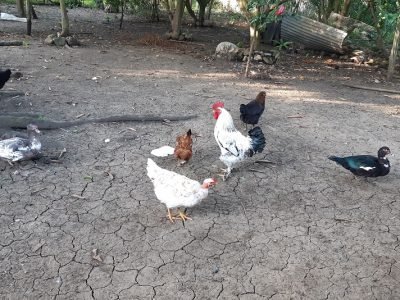 Tierrarajada-conanimales