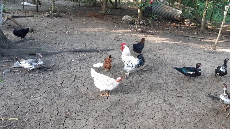 Tierrarajada-conanimales