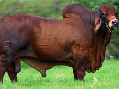 TributoalRojo-LUCIO 5 (2)