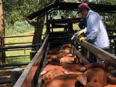 Vacunacióncontralaftosa-segundociclode2022-anuncio (2)