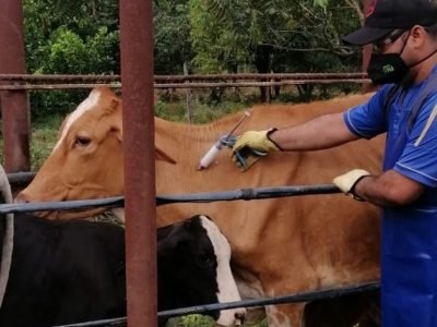 Vacunador en terreno (2)