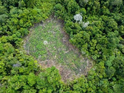 Amazonia-WWF