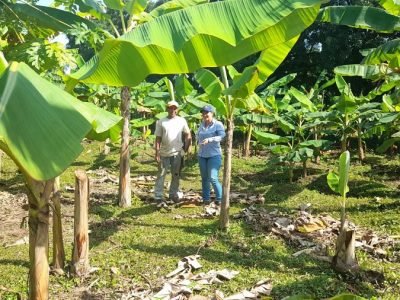 Asohofrucol-Córdoba-plátano