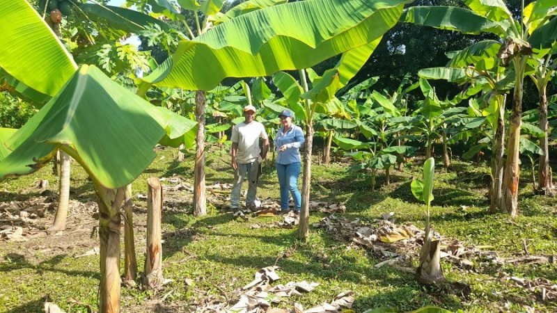 Asohofrucol-Córdoba-plátano