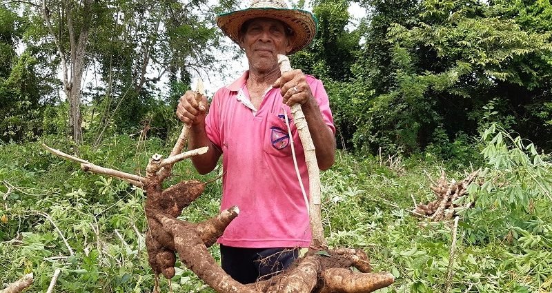 Asoproch-campesino con yuca