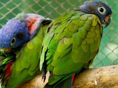 CES-cotorras cabeciazul (Pionus menstruus) (2)