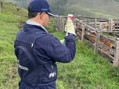 Fedegán-Quinta semana ciclo de vacunación contra aftosa