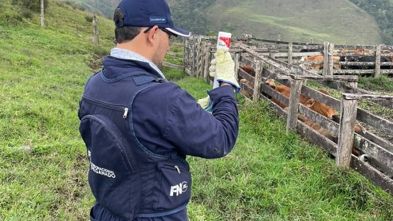 Fedegán-Quinta semana ciclo de vacunación contra aftosa
