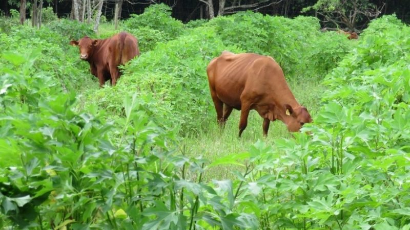 Fedegán-silvopastoreo (2)