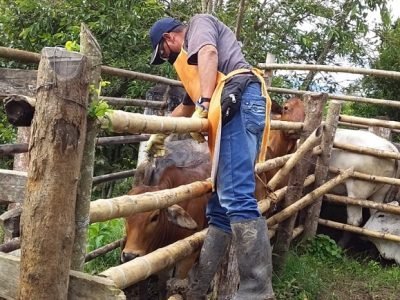 Fedegán-vacunaciónsegundociclo2022-6avance