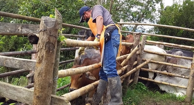 Fedegán-vacunaciónsegundociclo2022-6avance