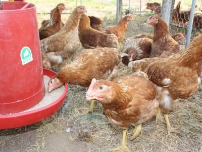 Gallinas-alaexpectativa