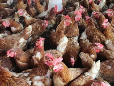 Gallinasrojasengalón-atentasalagente