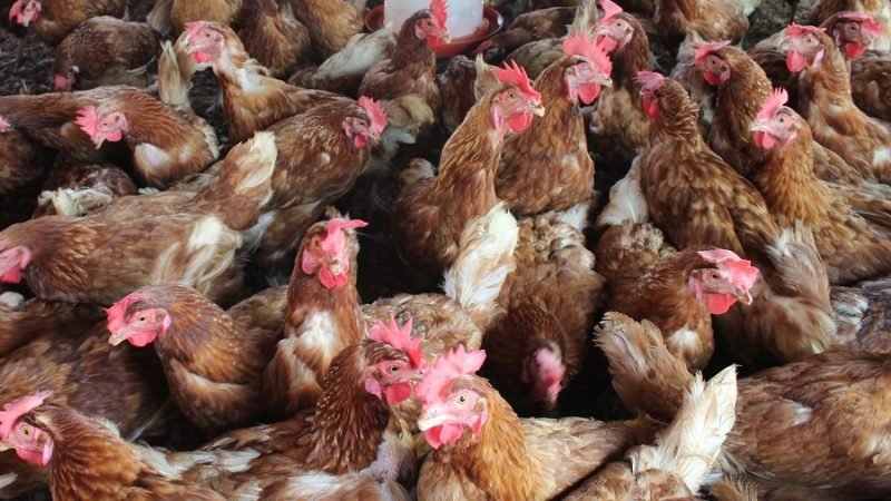 Gallinasrojasengalón-atentasalagente