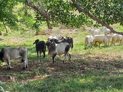 GanadoenpotreroenBuenavista