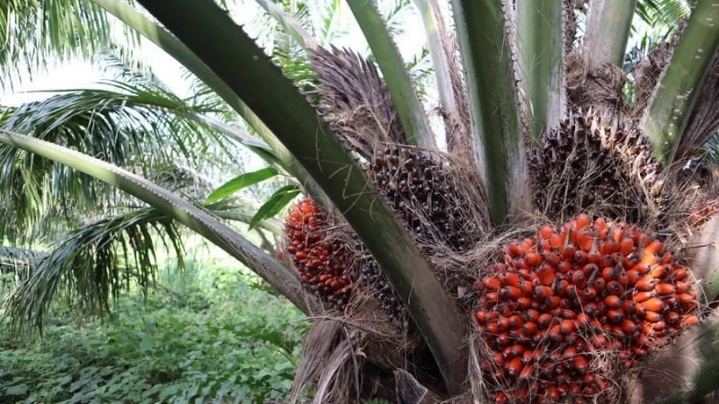 Palma-cocoenlamata