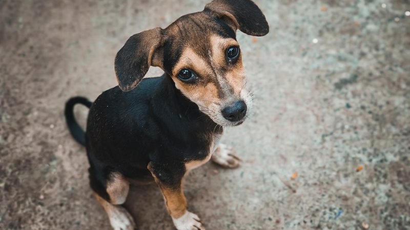 Perro-Donacion1DOC3