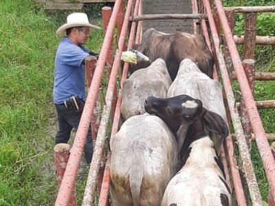 Vacunacióncontralaaftosa-cuartoavance-dic2022 (2)