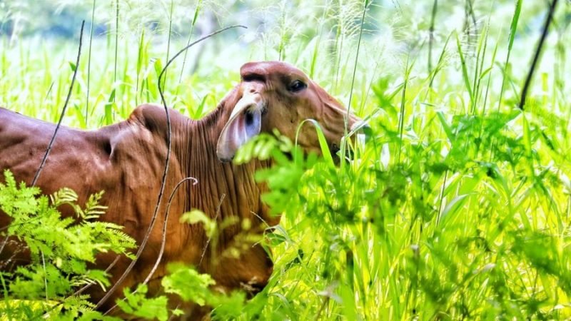 Amazonía-Fedegán-Ganaderíasostenible-animalrojo