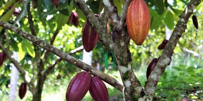 Cacao7