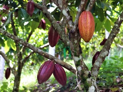 Cacao7