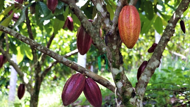 Cacao7