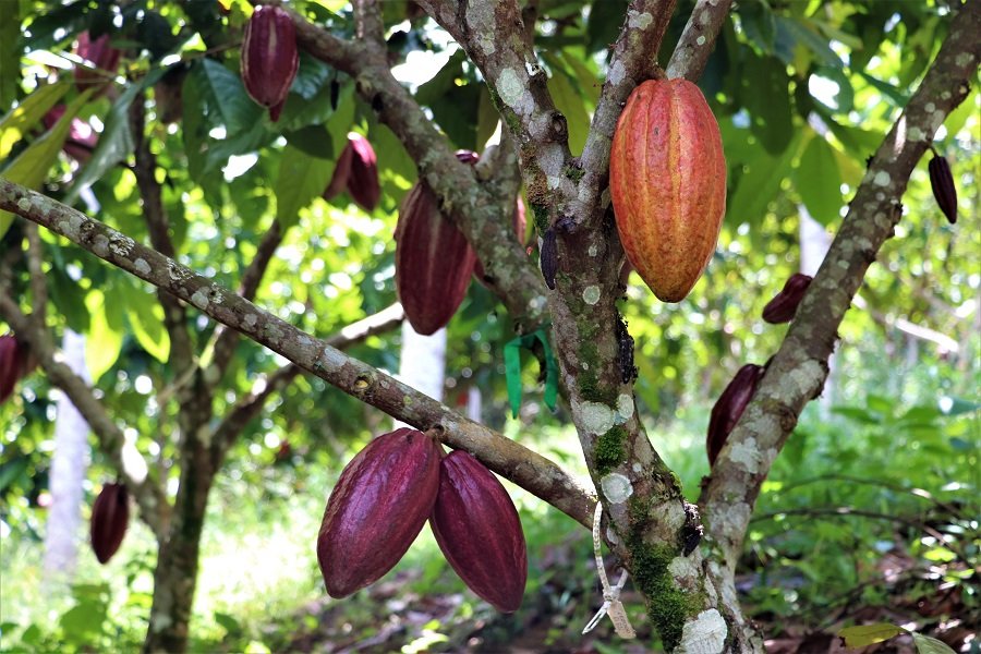 Cacao7