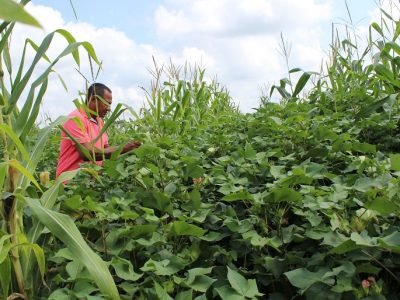 Cereté-MásAlgodón