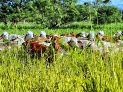 Ganaderíasostenible-cerodeforestación2 (2)