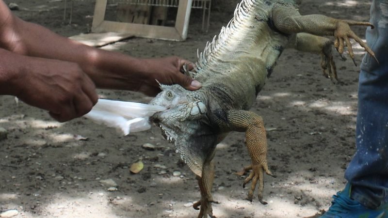 Iguanaconplásticoenlaboca (4)