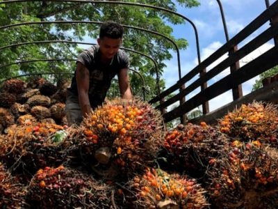 Palmicultor-MariaLaBaja 3