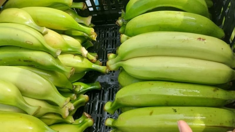 PlátanodeFedeplacor1