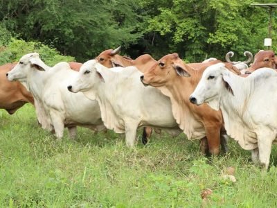 Agrosavia-ganadocebú