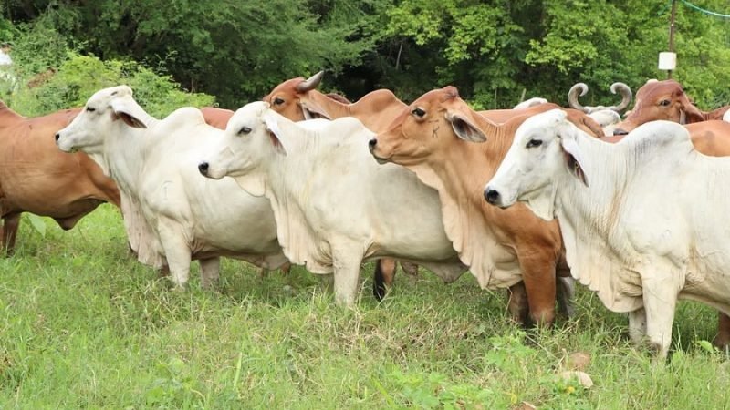 Agrosavia-ganadocebú