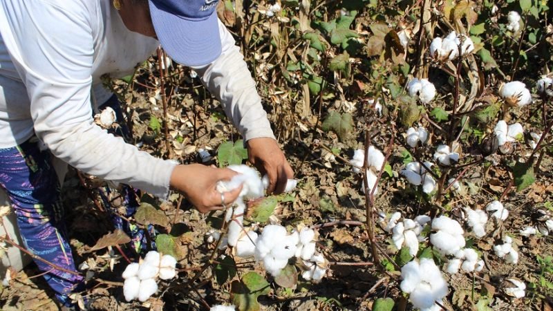 Algodón2023-señorarecogiendo